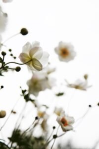 white, flower background, flowers, beautiful flowers, nature, flower wallpaper, white, white, white, flowers, nature, nature, nature, nature, nature