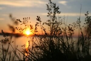 Peaceful view of grass silhouette with a vibrant sunset over water.